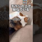 みんなプレゼントに夢中で拗ねてしまった犬#dog #コーギー #corgi #shorts #犬 #動物 #黒コギおこげ #おこげ #トライカラー #oddeye #オッドアイ#プレゼント