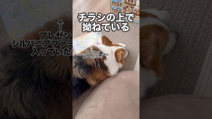 みんなプレゼントに夢中で拗ねてしまった犬#dog #コーギー #corgi #shorts #犬 #動物 #黒コギおこげ #おこげ #トライカラー #oddeye #オッドアイ#プレゼント