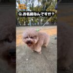 【トイプードル⁉︎】ふわふわすぎるワンちゃんにインタビュー #犬 #トイプードル #ペット #わんこ #かわいい #癒し #インタビュー #トイプードル #dog #poodle