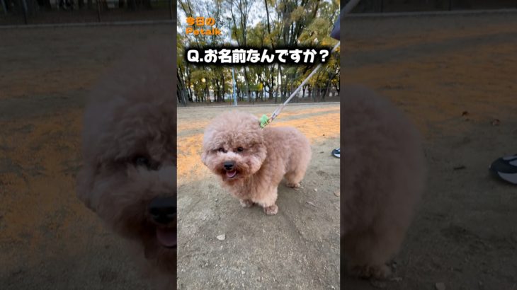 【トイプードル⁉︎】ふわふわすぎるワンちゃんにインタビュー #犬 #トイプードル #ペット #わんこ #かわいい #癒し #インタビュー #トイプードル #dog #poodle