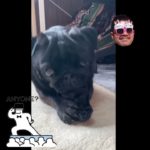 【シュシュを取り返せ】」#犬のいる生活 #パグ #ペット #dog #癒し動画　＃黒パグ＃pug＃pet＃おもしろ動画＃シュシュ