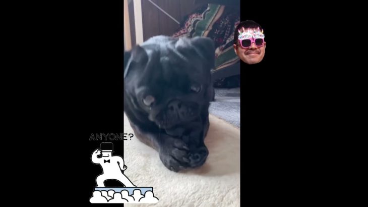 【シュシュを取り返せ】」#犬のいる生活 #パグ #ペット #dog #癒し動画　＃黒パグ＃pug＃pet＃おもしろ動画＃シュシュ