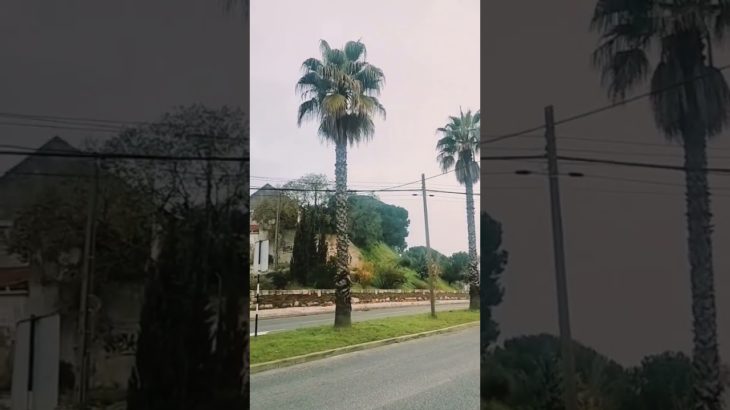 experience the amazing natural beauty of Portugal 🇵🇹 #portugal #nature #travel #naturetrip #shorts