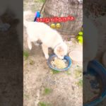 சோறு வந்துருச்சு😅😅#funny #comedy #dog #puppy #shortsfeed #virelshorts #pet  #tamilcomedy #dogs 😻