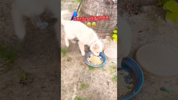 சோறு வந்துருச்சு😅😅#funny #comedy #dog #puppy #shortsfeed #virelshorts #pet  #tamilcomedy #dogs 😻