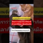 กรุเกี่ยวไร #มันนี่แมวป่วนเมือง #ทาสแมว #funny #pet #cute #animals #pets #cutecat #pets #petlover