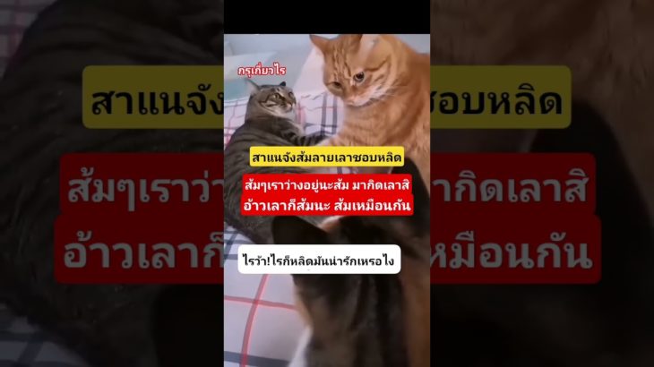 กรุเกี่ยวไร #มันนี่แมวป่วนเมือง #ทาสแมว #funny #pet #cute #animals #pets #cutecat #pets #petlover