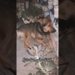 funny video 😀  ” pet shorts ” #funny #comedy #jokes #memes #dog