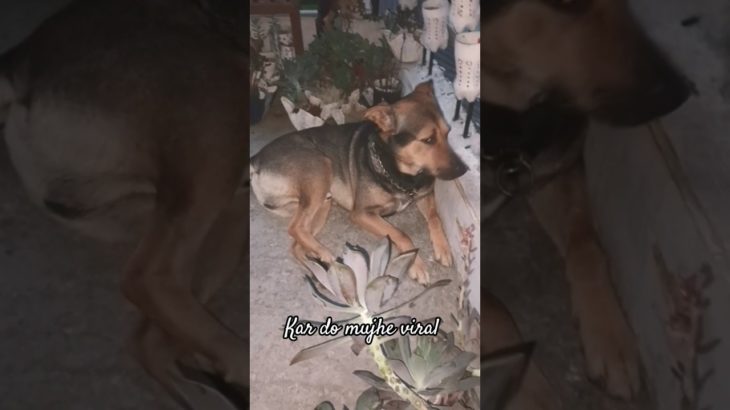 funny video 😀  ” pet shorts ” #funny #comedy #jokes #memes #dog