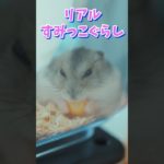 すみっこ大好きハムスター #ジャンガリアン #ペット #hamster #cuteanimals #pets #kawaii #cute #癒し #かわいい
