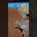 【虫嫌い】＃ヘルメットゲッコー＃アカメカブトトカゲ＃ヤモリ＃トカゲ#爬虫類＃ペット#helmetgecko