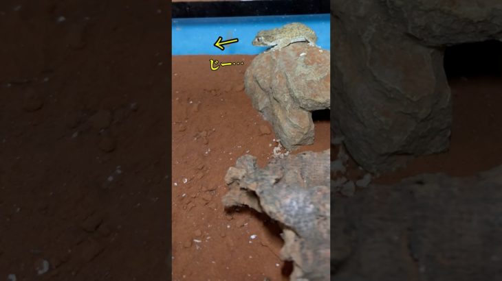 【虫嫌い】＃ヘルメットゲッコー＃アカメカブトトカゲ＃ヤモリ＃トカゲ#爬虫類＃ペット#helmetgecko