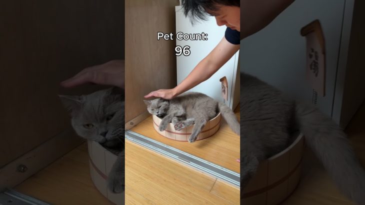 how many times can I pet my cat?!