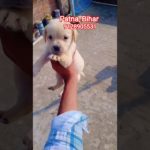 labrador puppies for sale||pet shop in Patna|| #dog #shorts #viral #patnapetshop