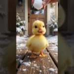 let me tease you, little fluffy one #cute #adorable #pet #duckling #babyanimals #fluffy #cuteanimal