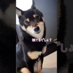 ペットカメラを起動すると常にカメラ目線の柴犬が可愛すぎた #豆柴 #柴犬 #mameshiba #shiba