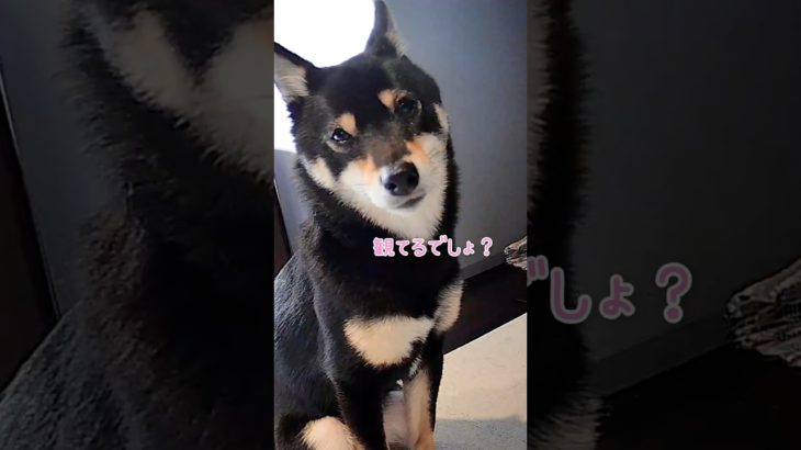 ペットカメラを起動すると常にカメラ目線の柴犬が可愛すぎた #豆柴 #柴犬 #mameshiba #shiba