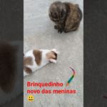 minhoca mágica 🪱 #cat #gatofamoso #gatos #pet #pets #gateiraporamor #gatosfofos #gato