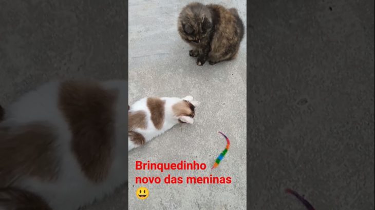 minhoca mágica 🪱 #cat #gatofamoso #gatos #pet #pets #gateiraporamor #gatosfofos #gato