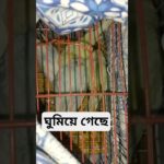 ভাইবোন সবাই ঘুমিয়ে গেছে# pet adventure &Miraj #beautful #birds #parrot #vlogwithbirdslifestyle