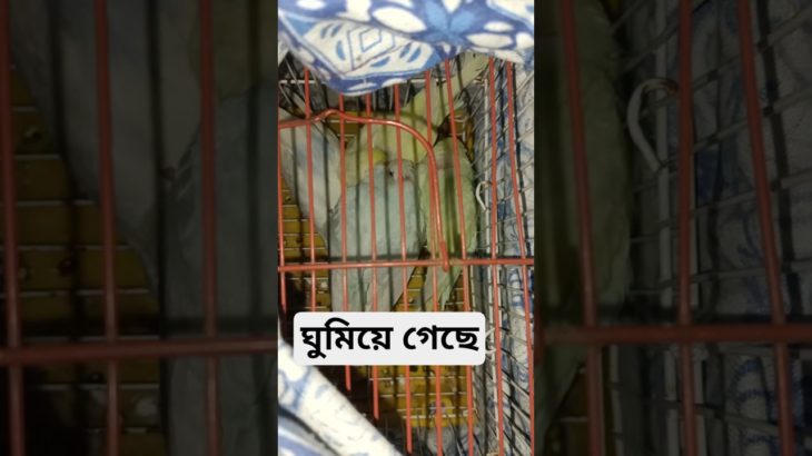 ভাইবোন সবাই ঘুমিয়ে গেছে# pet adventure &Miraj #beautful #birds #parrot #vlogwithbirdslifestyle