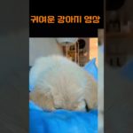 귀여운 강아지 영상 #강아지 #반려견 #멍멍이 #댕댕이 #귀여운강아지 #강아지영상#pet #dog #puppy #dogvideo #힐링영상 #shorts #귀여움주의 #애견영상