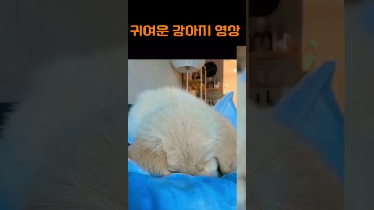 귀여운 강아지 영상 #강아지 #반려견 #멍멍이 #댕댕이 #귀여운강아지 #강아지영상#pet #dog #puppy #dogvideo #힐링영상 #shorts #귀여움주의 #애견영상
