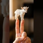 pet goat and cat.  duck 115,#cute #cat #dog #goat #duck #shorts