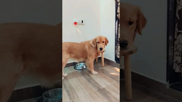 എന്റെ അലക്സ മോൾ #pet #petlover #goldenretriever