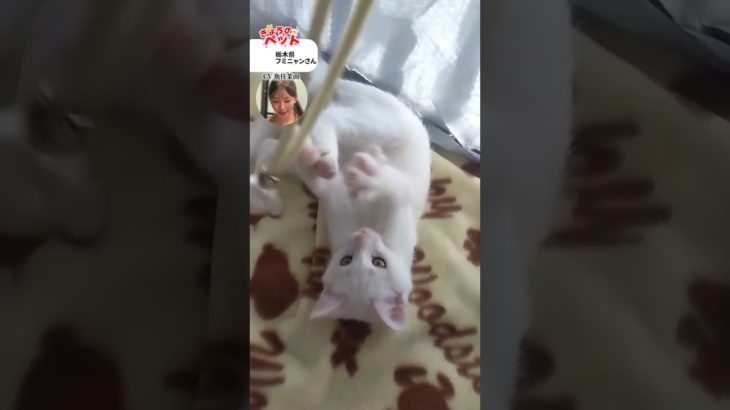 【きょうのペット】元気なわんにゃんたち　#通勤タイパ #魚住茉由 #pets #癒し