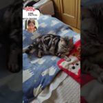 【今日のペット】わんにゃんの冬の過ごし方　#通勤タイパ #魚住茉由 #pets #癒し