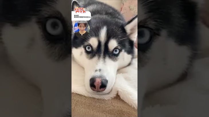 【きょうのペット】秋とわんこ🐶🍂 #通勤タイパ #魚住茉由 #pets