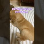 自立しているちびゴールデン🎵  #ゴールデンレトリバー #pets #子犬 #ペット#puppy #大型犬 #大型犬のいる生活 #癒し #cute #pets #可愛い #バーニーズマウンテンドッグ