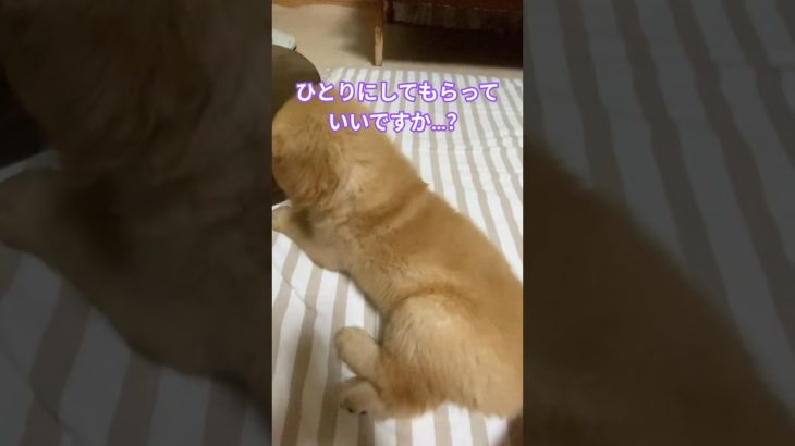自立しているちびゴールデン🎵  #ゴールデンレトリバー #pets #子犬 #ペット#puppy #大型犬 #大型犬のいる生活 #癒し #cute #pets #可愛い #バーニーズマウンテンドッグ