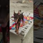 #pitbull #doberman #boxerdog #dogfight #aggressive #dogbreed #trending #dog #attack #viralshort #pet