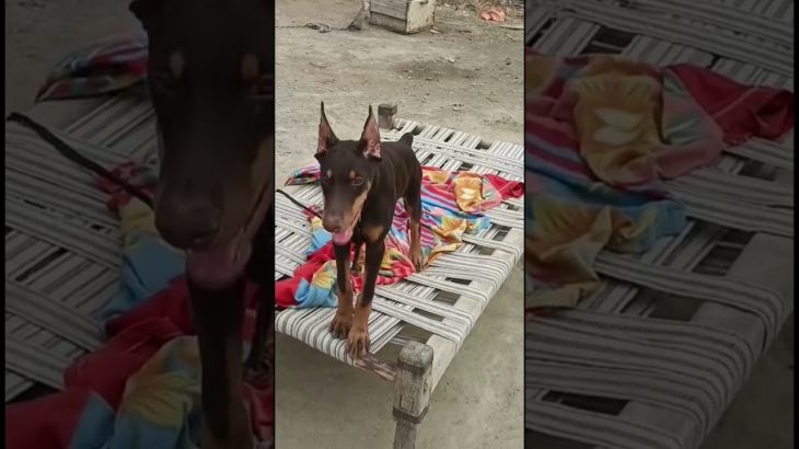 #pitbull #doberman #boxerdog #dogfight #aggressive #dogbreed #trending #dog #attack #viralshort #pet