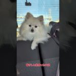 今年はまだ終わらないよ！#ポメラニアン #pomeranian  #포메라니안 #多頭飼い #ペット #4ポメ#犬のいる暮らし #4ポメのママ #4おでかけ