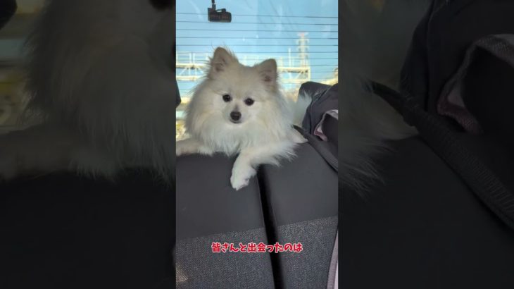 今年はまだ終わらないよ！#ポメラニアン #pomeranian  #포메라니안 #多頭飼い #ペット #4ポメ#犬のいる暮らし #4ポメのママ #4おでかけ