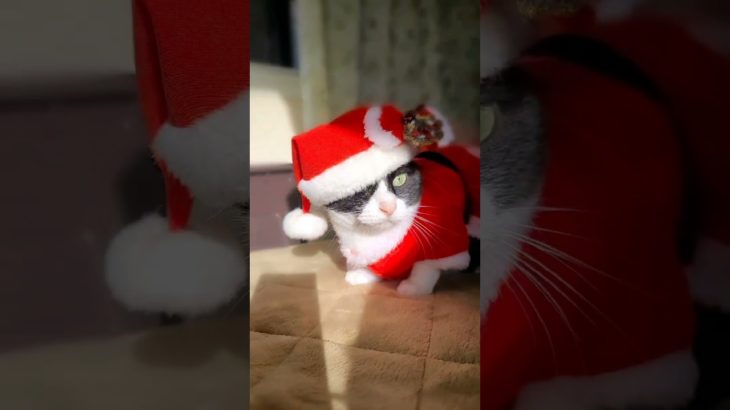 🎅❤️​⁠@raramart4574 ペット雑貨いい物いっぱいRaraMart様の【サンタドレス】とても可愛くて着易いにゃー♬✨🐹🤍🖤♩三角帽とかは違うけど🎀（ゴム付き）リボンとセット