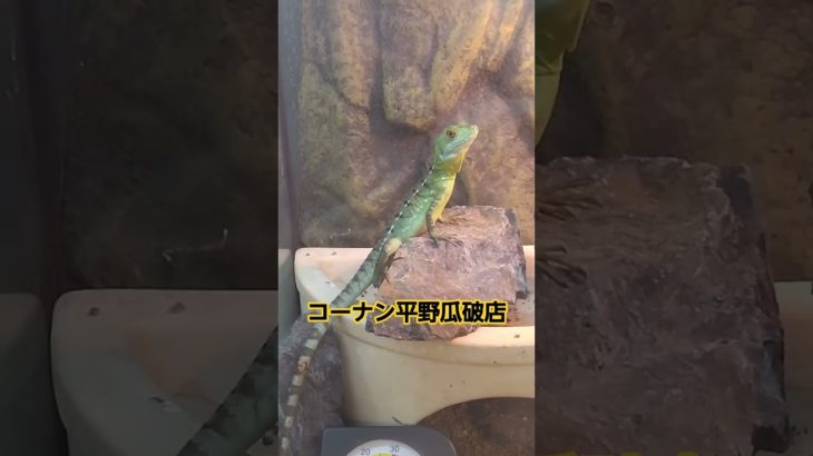 ハ虫類のご紹介😄#コーナンペットプラザ平野瓜破店#爬虫類 #大阪#コーナン#reptile#reptiles#bird#smallanimals#turtles#グリーンバジリスク