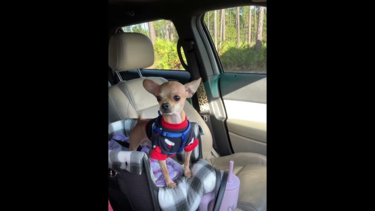 @shannonwilkinson2021 Tinker waiting on his slow nana She is the slowest grandma ever 😂 #dog #pets 👍