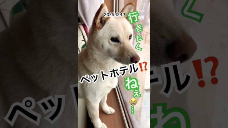 ペットホテルには行きたくない柴犬#柴犬 #shibainu  #shorts #youtubeshorts #shortvideo