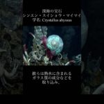 深海の宝石「シンエン・スイショウ・マイマイ」#shorts #ペット#空想生物＃生物