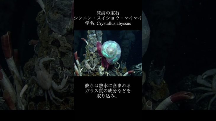 深海の宝石「シンエン・スイショウ・マイマイ」#shorts #ペット#空想生物＃生物