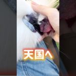 人じゃないけど、家族でした。　#shorts #烏骨鶏 #ペット