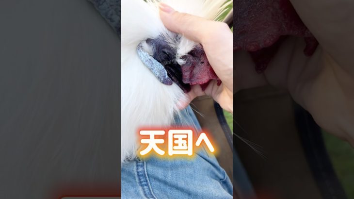 人じゃないけど、家族でした。　#shorts #烏骨鶏 #ペット