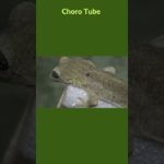 矢印マークがあるニホンヤモリ  #shorts #ニホンヤモリ #爬虫類 #ペット