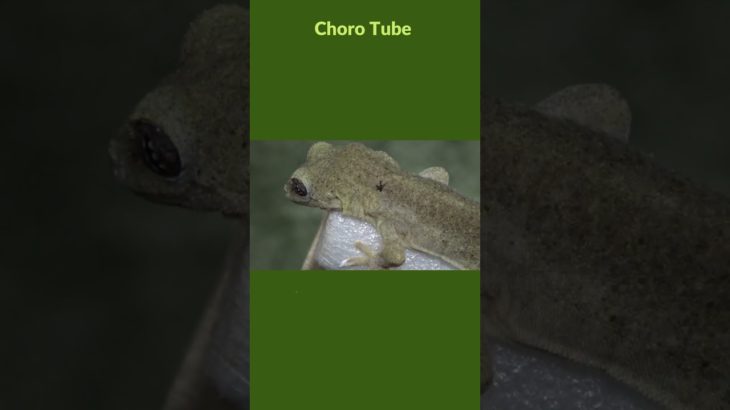 矢印マークがあるニホンヤモリ  #shorts #ニホンヤモリ #爬虫類 #ペット