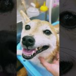 トリミングご利用ありがとうございました✨🐩【横浜ペットショップ ベルドック】#shorts #犬のいる暮らし #トリミング