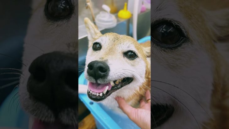 トリミングご利用ありがとうございました✨🐩【横浜ペットショップ ベルドック】#shorts #犬のいる暮らし #トリミング